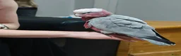Cockatoo birds for sale: Galah cockatoo  in Warrington - Advert 4