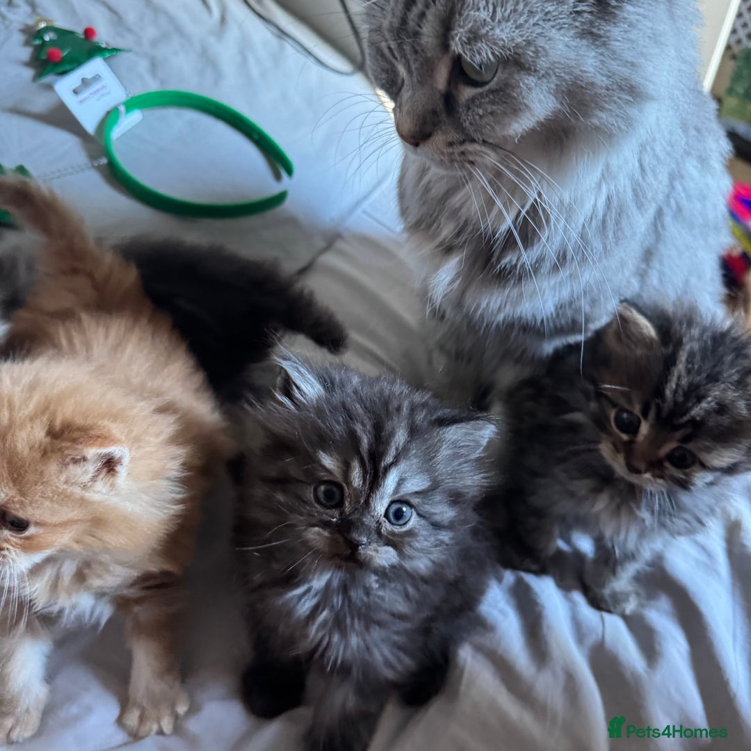 Persian cats for sale: Persian Litter of 4 for new loving home! - Advert 7
