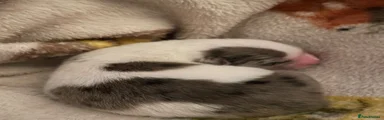Mixed Breed 4