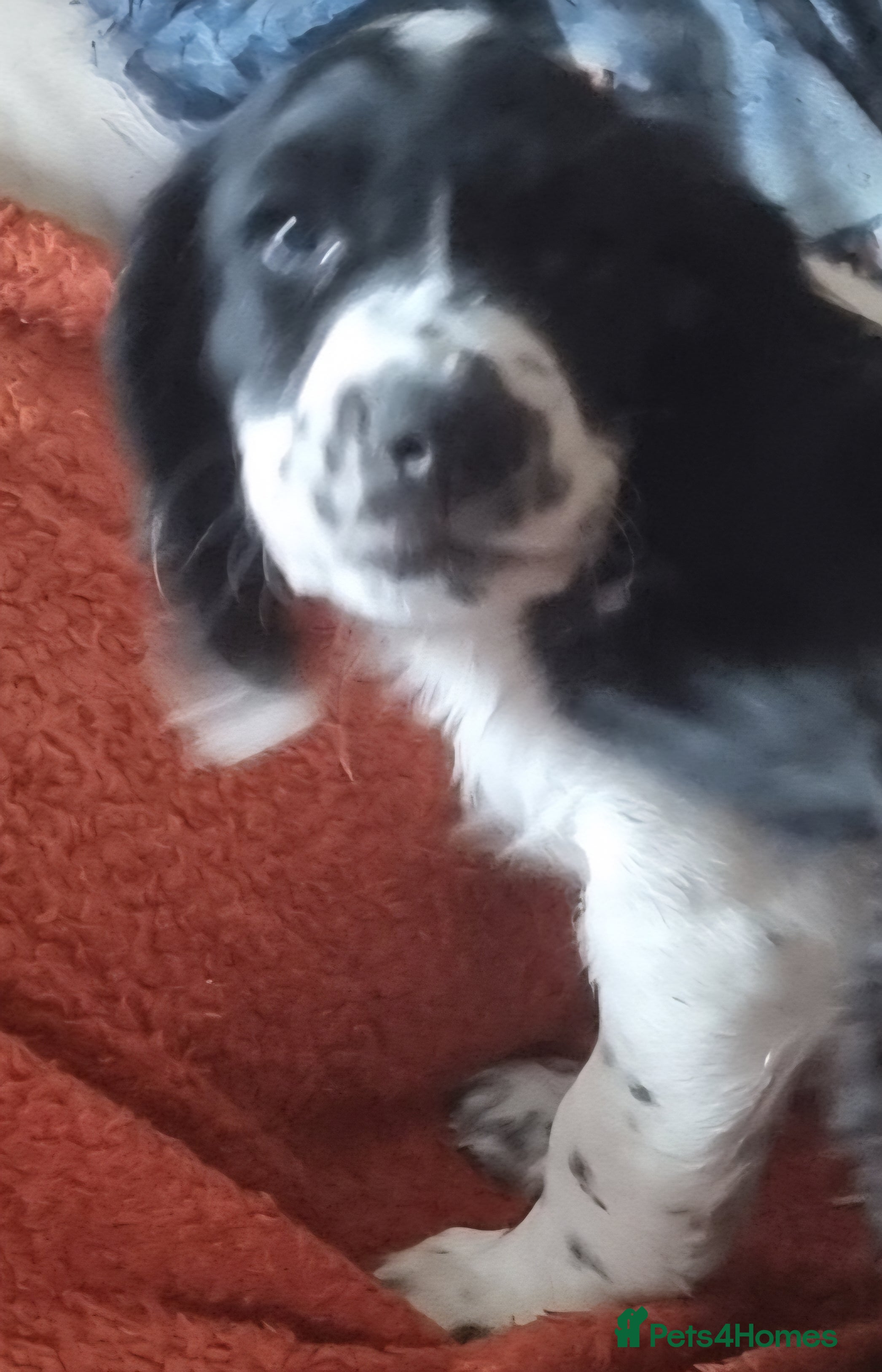 Cocker Spaniel dogs Quality KC/DNA clear Cocker spaniel pup  - Advert 2