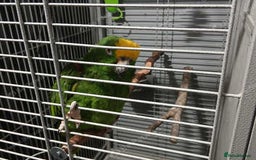 Parrots birds for sale: Yellow napp amazon - Image 6