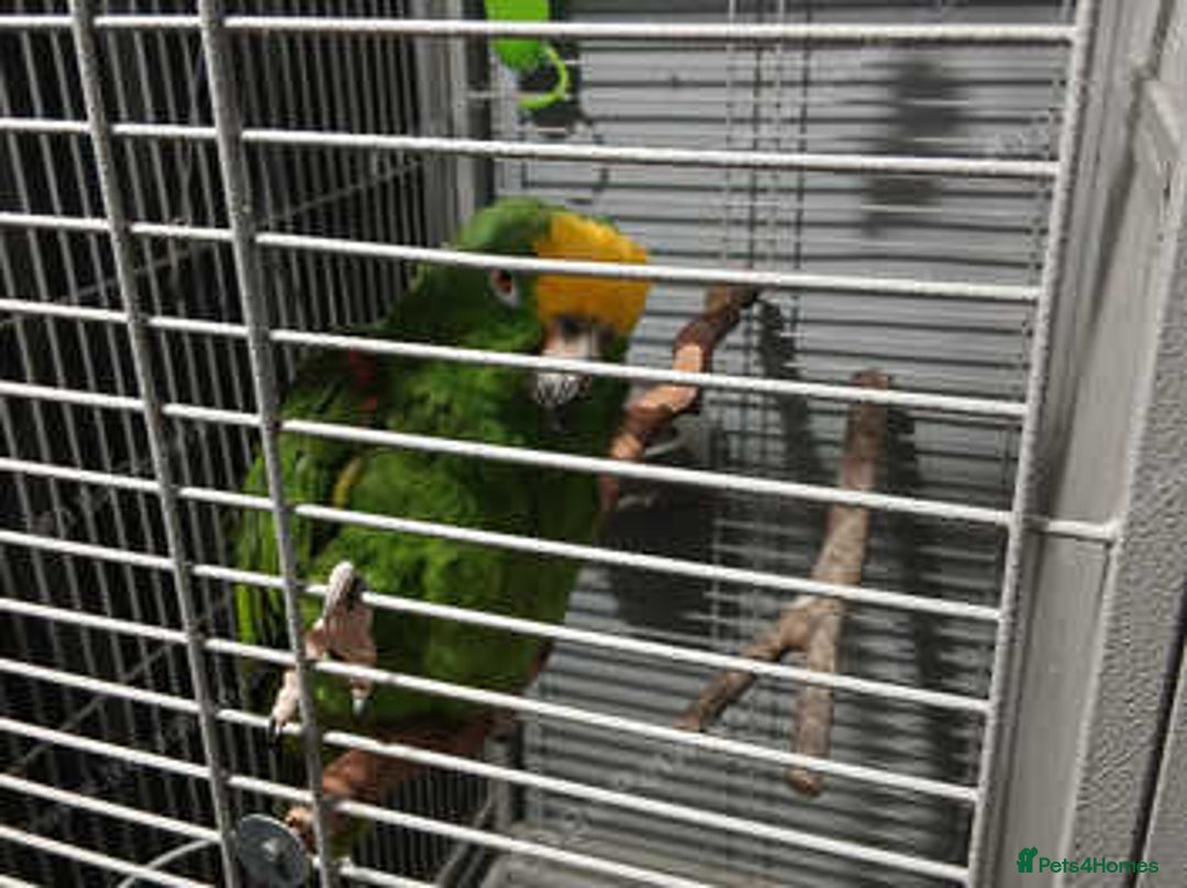 Parrots birds for sale: Yellow napp amazon - Image 6