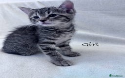 Mixed Breed cats for sale: Cute kittens looking for nice home  - Image 7