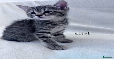 Mixed Breed cats - Advert 9