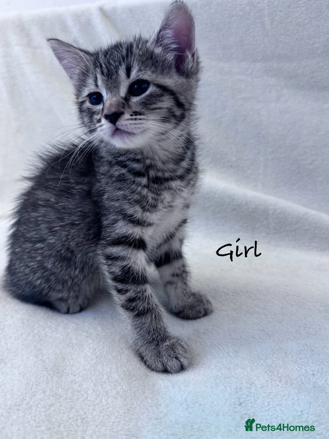 Mixed Breed cats for sale: Cute kittens looking for nice home  - Image 7