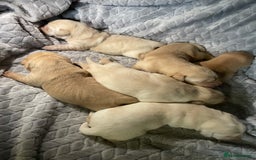 Labrador Retriever dogs for sale: Labrador pups full pedigree ready 22nd Dec - Image 12