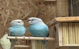 Budgerigars birds for sale: Budgerigars - Image 5