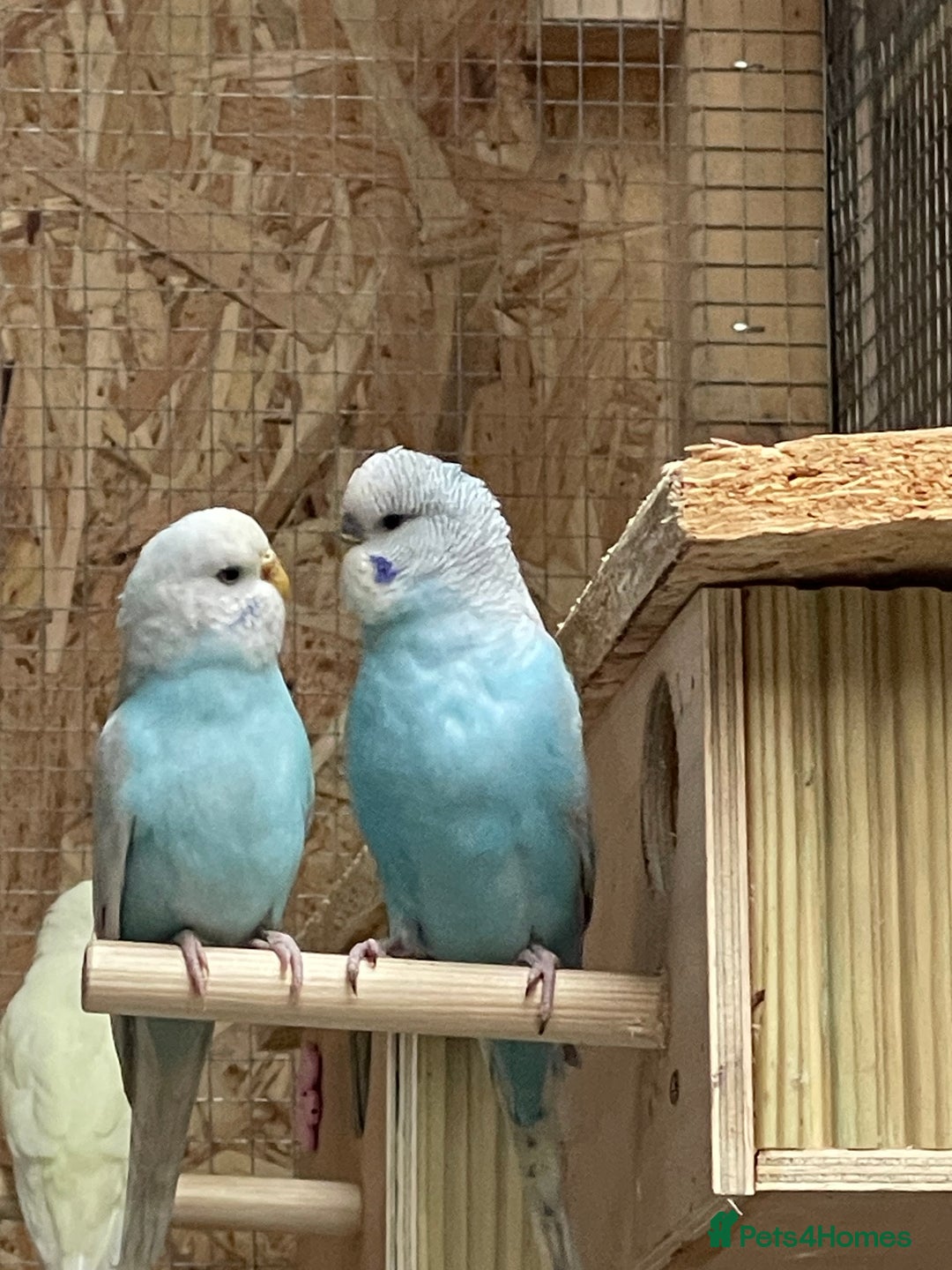 Budgerigars birds for sale: Budgerigars - Image 5