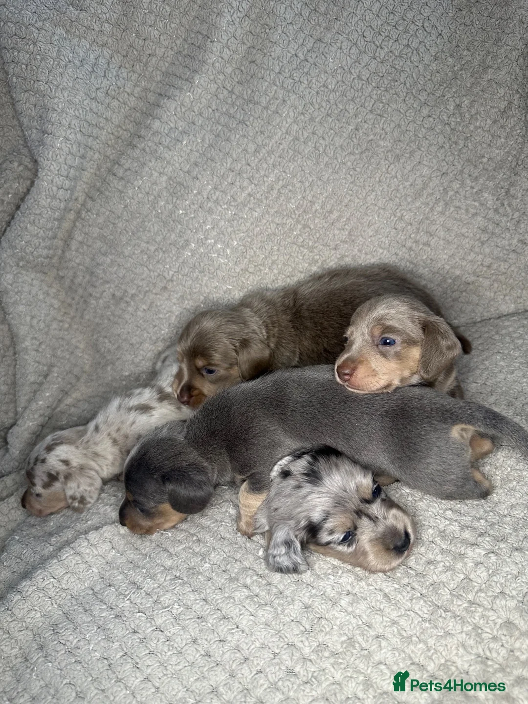 Miniature Dachshund dogs for sale: KC Blue & Lilac & Cream & Longhair MiniDachshund🤍 - Advert 2