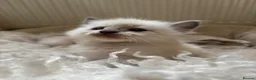 Ragdoll cats for sale: Gorgeous ragdolls 🤍🐾 - Advert 8