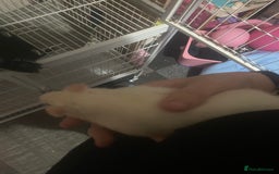 Rat rodents for sale: Heidi and Pheobe (with cage) - Image 8