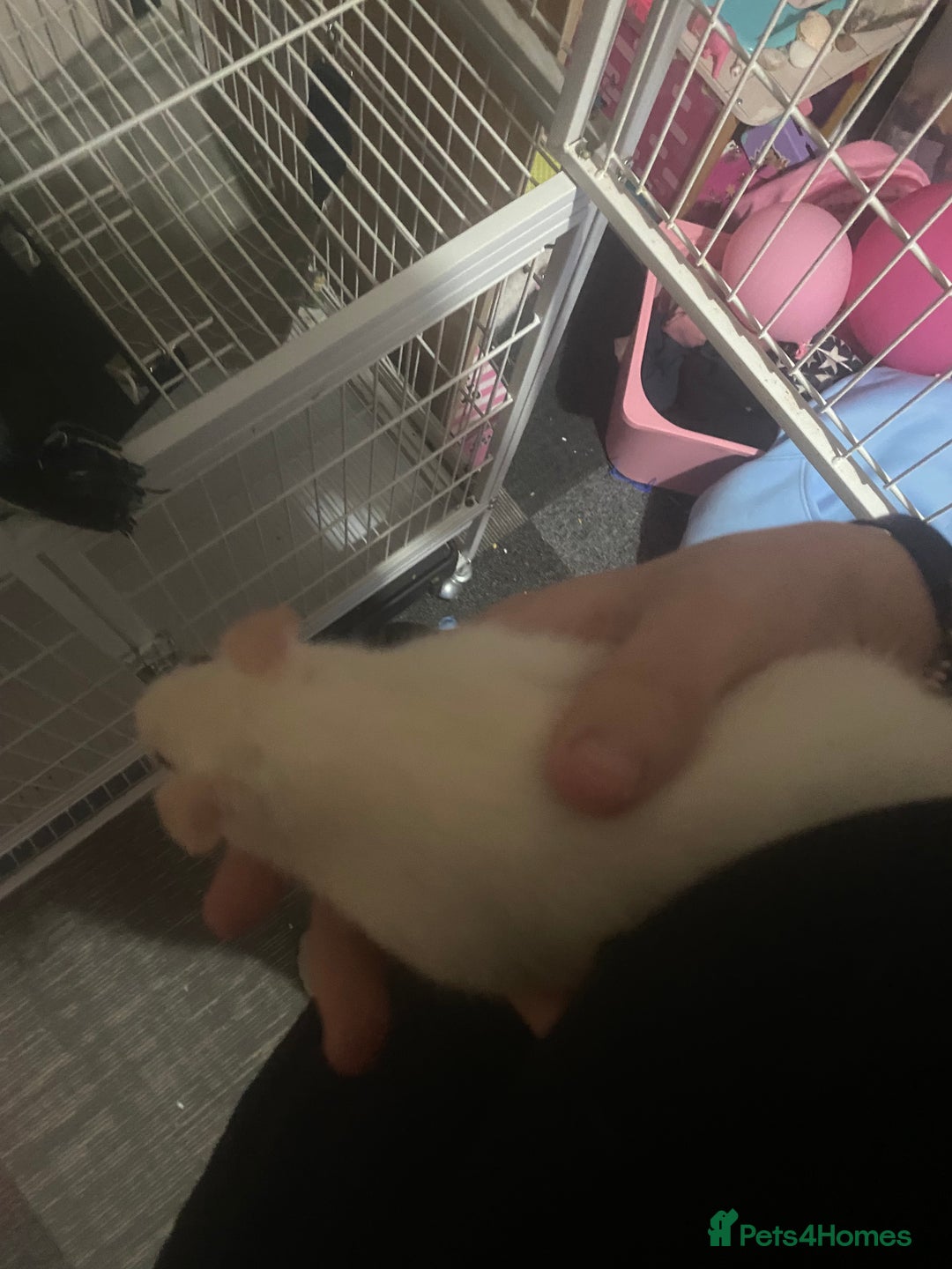 Rat rodents for sale: Heidi and Pheobe (with cage) - Image 8