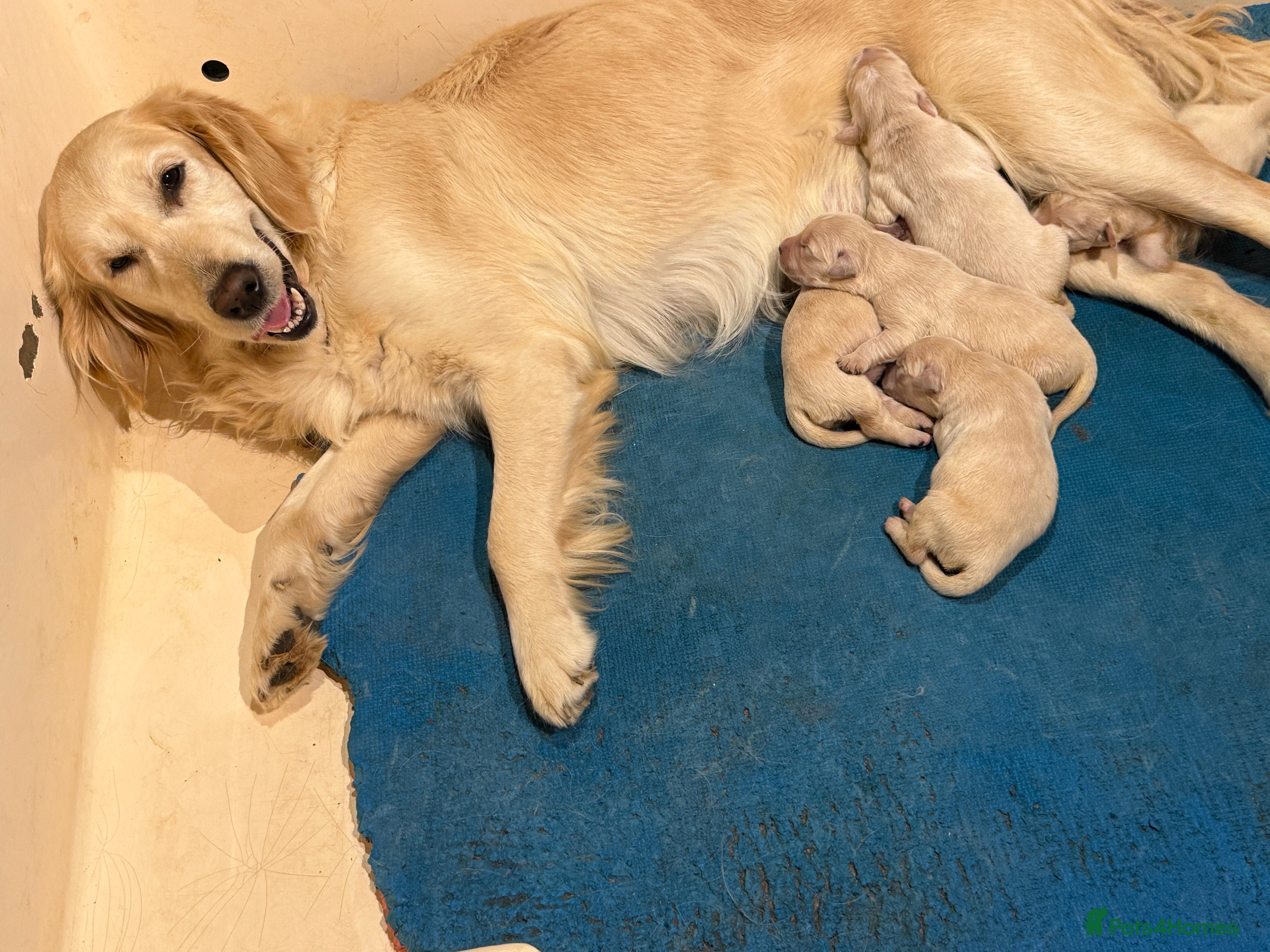 Golden Retriever dogs GOLDEN RETRIEVER PUPPIES BRED FOR TEMPERAMENT - Advert 11