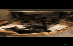 Mixed Breed cats for sale: Stunning litter of Bengal x Ragdoll kittens ready - Advert 11