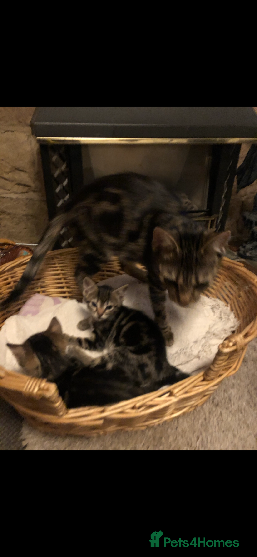 Mixed Breed cats for sale: Stunning litter of Bengal x Ragdoll kittens ready - Advert 11