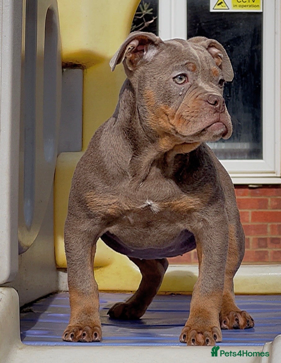 Olde English Bulldogge dogs 23 years Professionals 5⭐️Rated Licensed.  - Advert 9