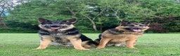 German Shepherd dogs for sale: APPROVED GSD PUPPIES,BLACK AND TAN,SABLE,SEE ALL P - Advert 11