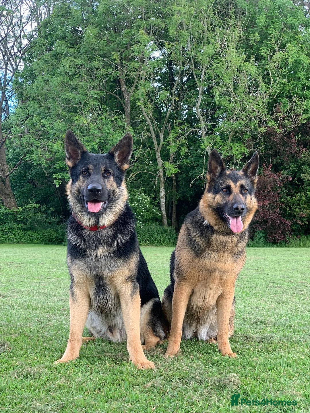 German Shepherd dogs for sale: APPROVED GSD PUPPIES,BLACK AND TAN,SABLE,SEE ALL P - Advert 11