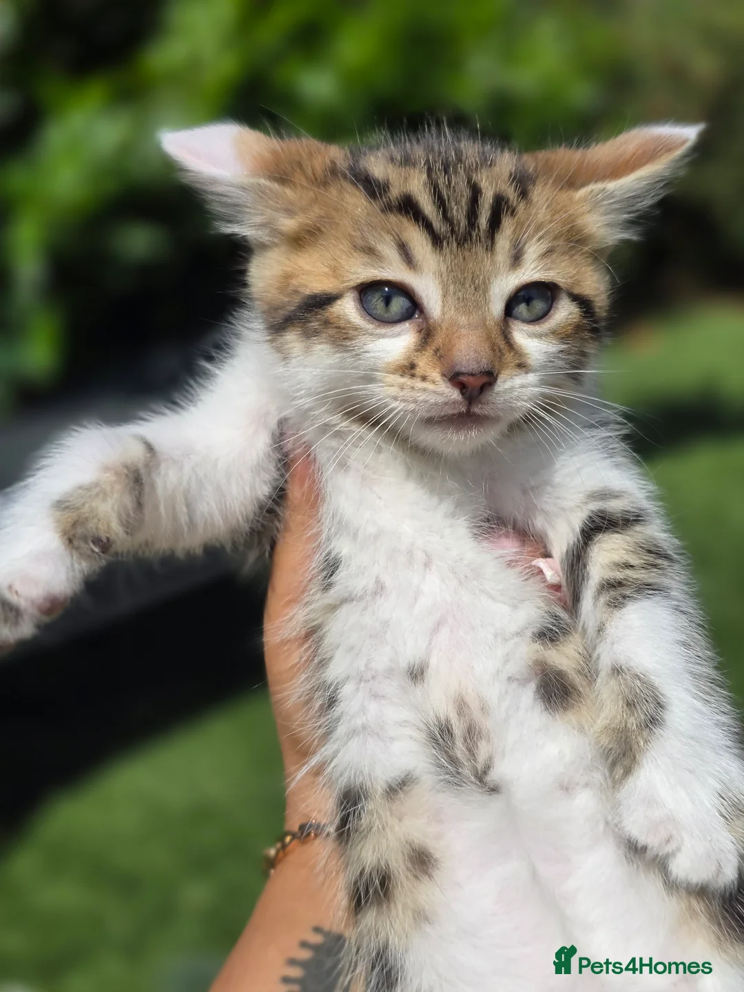 Bengal cats for sale: Bengal cross tabby Ready now in Croydon - Advert 14