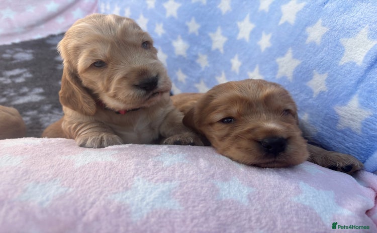 Cocker Spaniel dogs - Advert 3