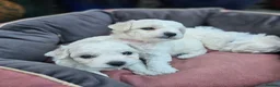 Bichon Frise dogs for sale: Bichon Frise puppy's  - Advert 15