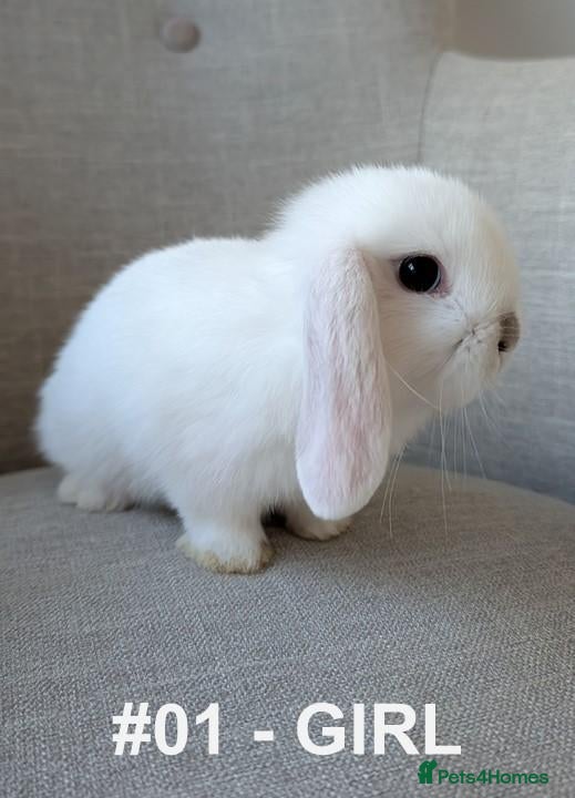 Mini Lop rabbits Exceptional Mini-Lops. Collect: Mon 7th September - Advert 2