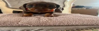 Dachshund 5