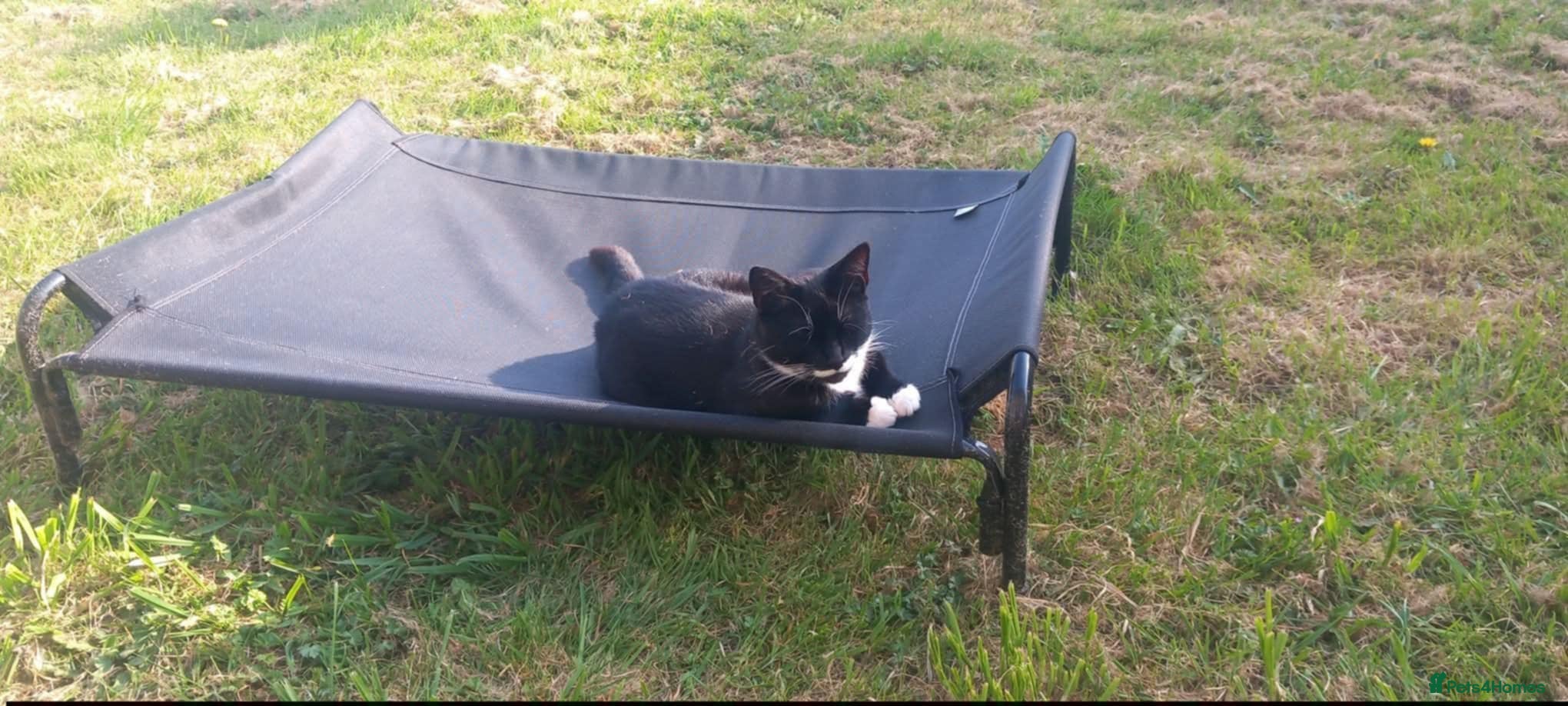 Domestic Shorthair cats 4 yr old tuxedo brother & sister  - Advert 1