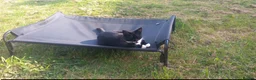 Domestic Shorthair cats for sale: 4 yr old tuxedo brother & sister  in Abergavenny - Advert 1