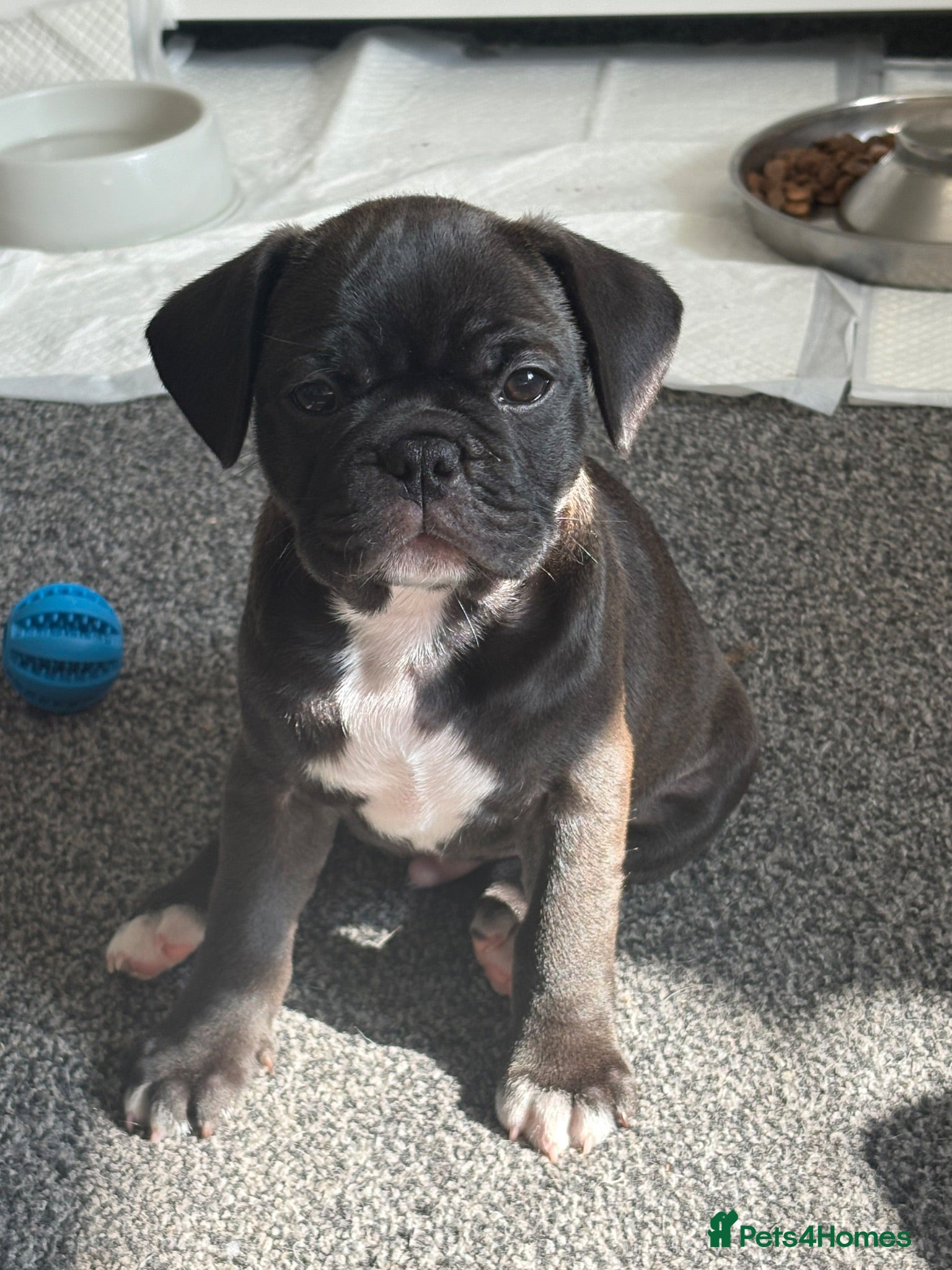 Frug dogs 🐶 Pug/French bulldog puppies 🐶 Rare markings - Advert 4