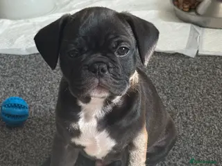 Frug dogs 🐶 Pug/French bulldog puppies 🐶 Rare markings - Advert 14