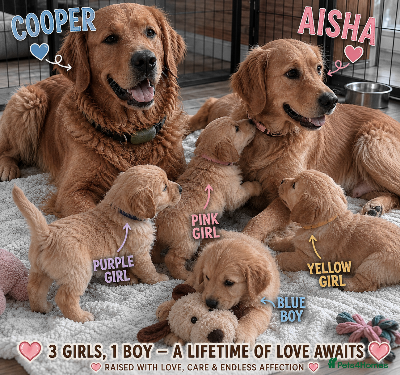 Golden Retriever dogs 🐾 Golden Retriever Puppies – Raised with Love 🐾 - Advert 11