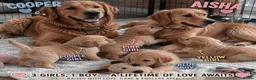 Golden Retriever dogs for sale: 🐾 Golden Retriever Puppies – Raised with Love 🐾 - Advert 2