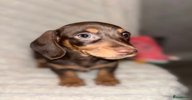 Miniature Dachshund dogs - Advert 1