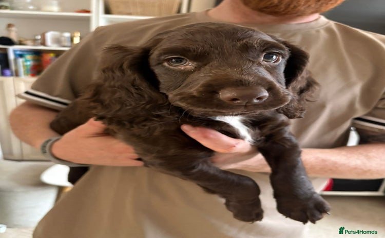 Cocker Spaniel dogs - Advert 5