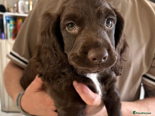 Cocker Spaniel dogs - Advert 14