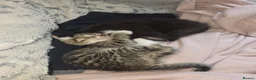 Mixed Breed cats for sale: Kitten in Bradford - Advert 4