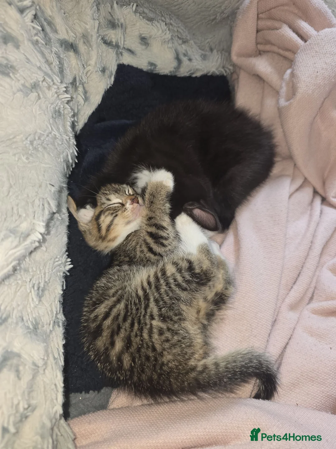 Mixed Breed cats for sale: Kitten in Bradford - Advert 4