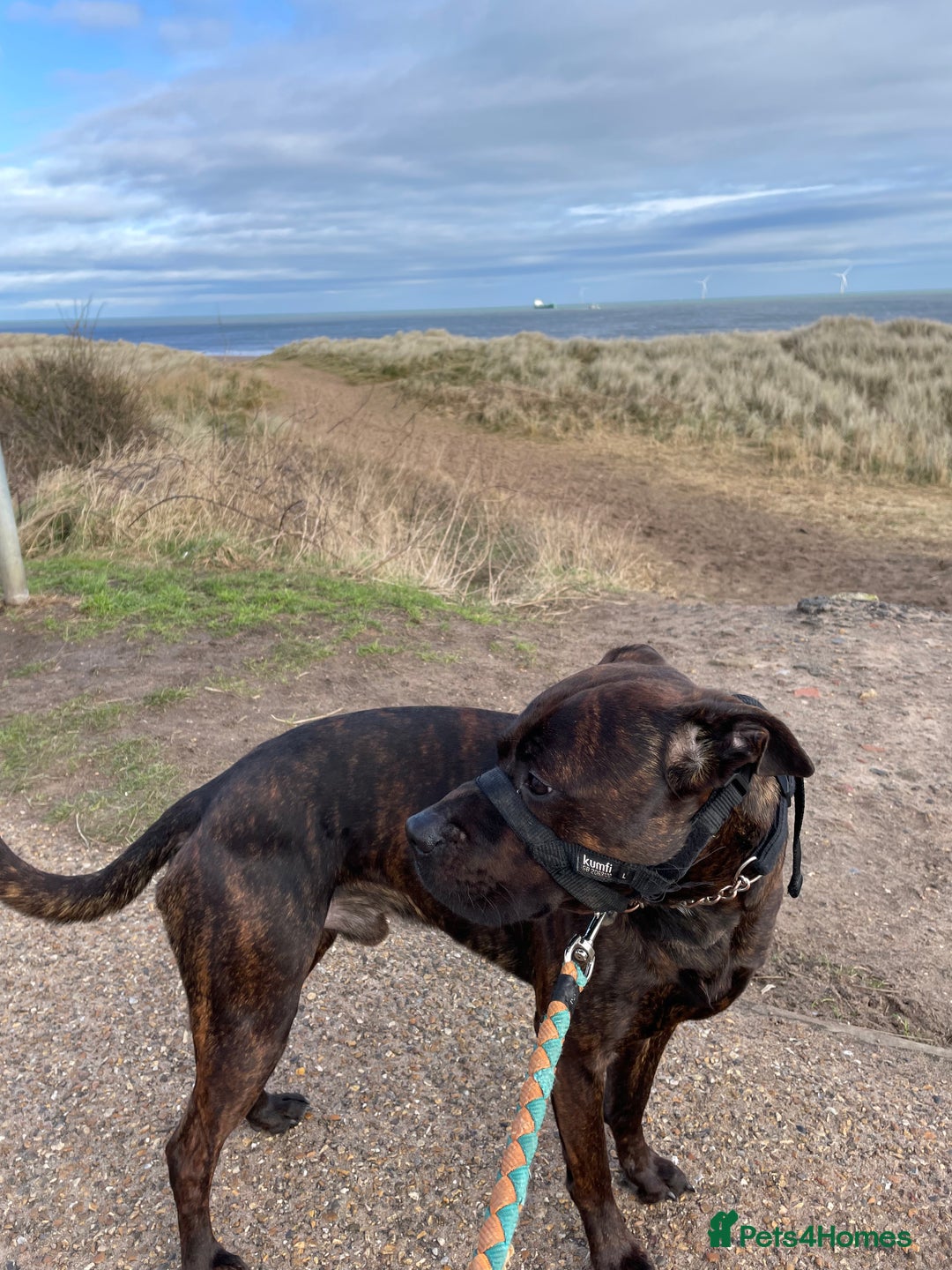Mixed Breed dogs for sale: 4 year old male staffy mastiff cross - Advert 4