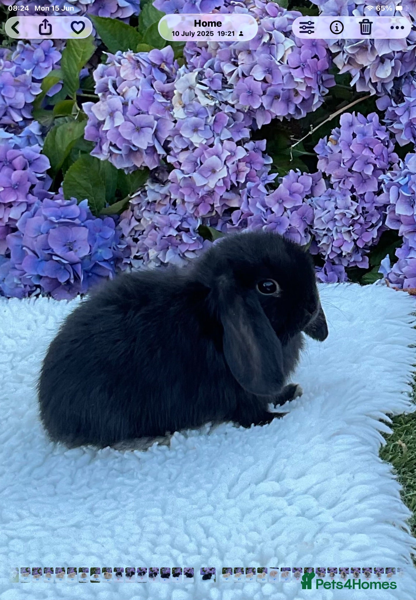 Mini Lop rabbits Pure bred mini lops baby rabbits   - Advert 1