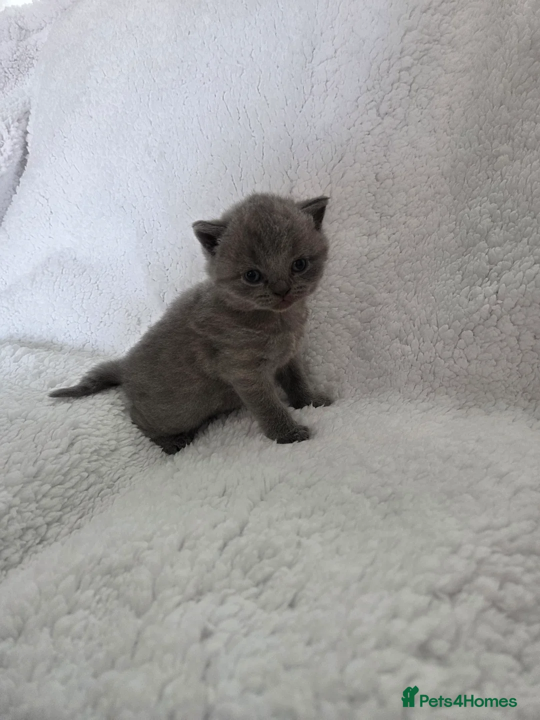 British Shorthair cats for sale: British shorthair kittens  in Swindon - Advert 2