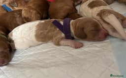 Cockapoo dogs for sale: F2 cockapoos 💖 - Image 2
