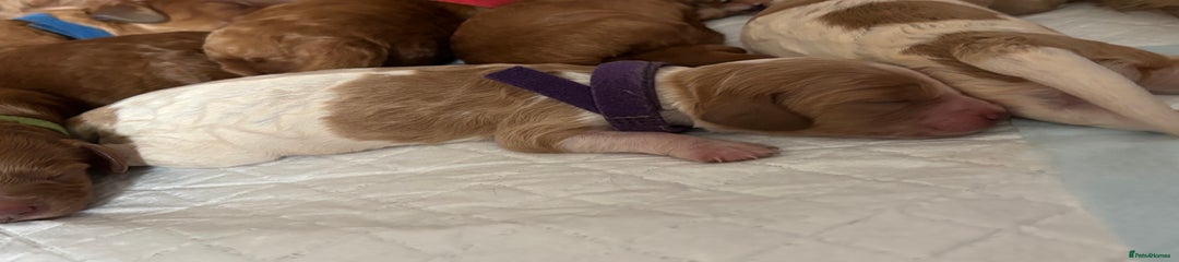 Cockapoo Puppy 2