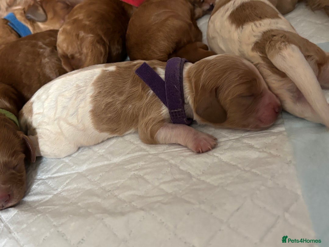 Cockapoo dogs for sale: F2 cockapoos 💖 - Image 2
