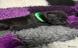 Great Dane dogs for sale: OUTSTANDING PURE BRED GREAT DANE PUPPIES FOR SALE - Image 14