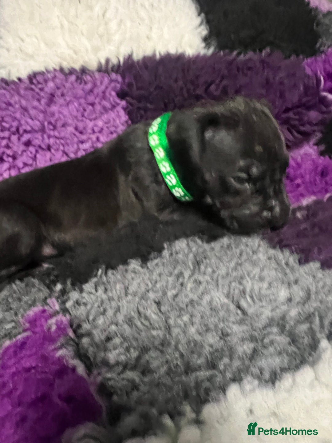 Great Dane dogs for sale: OUTSTANDING PURE BRED GREAT DANE PUPPIES FOR SALE - Image 14