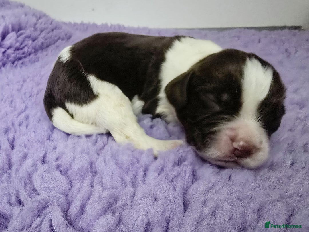 English Springer Spaniel dogs for sale: KC Vet DNA Home Socialised Springer Pups 5 ⭐️ - Image 16