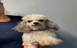 Toy Poodle dogs for sale: PEDIGREE TOY POODLES PRA CLEAR  - Advert 25