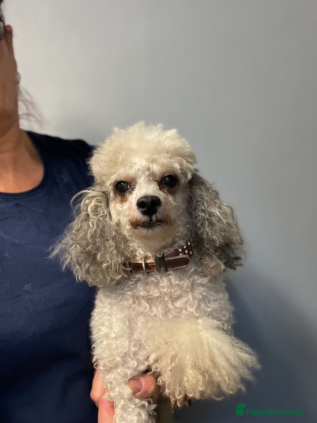 Toy Poodle dogs for sale: PEDIGREE TOY POODLES PRA CLEAR  - Advert 25