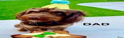 Cockapoo dogs for sale: Cockapoo Puppies - Advert 14